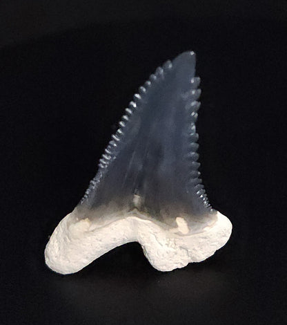 Gorgeous, 1.50" Fossil Hemipristis Tooth - Bone Valley, Florida