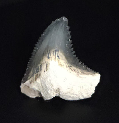 Gorgeous, 1.23" Fossil Hemipristis Tooth - Bone Valley, Florida