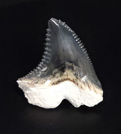 Gorgeous, 1.23" Fossil Hemipristis Tooth - Bone Valley, Florida