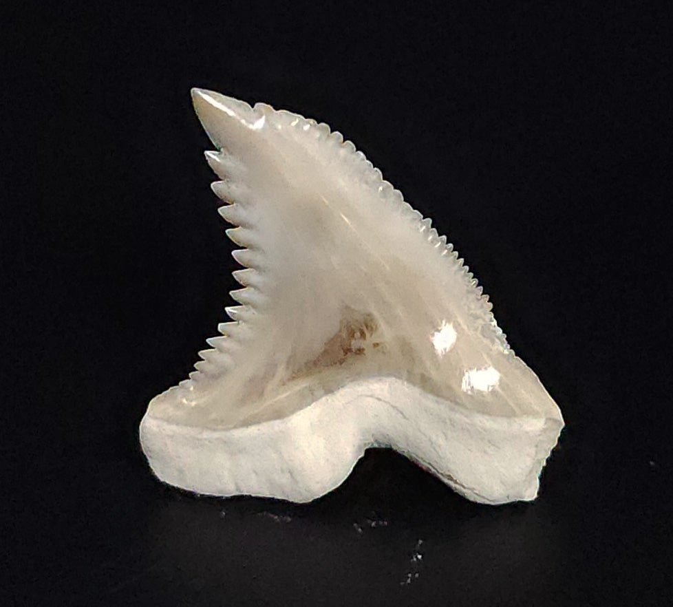 Gorgeous, 1.30" Fossil Hemipristis Tooth - Bone Valley, Florida