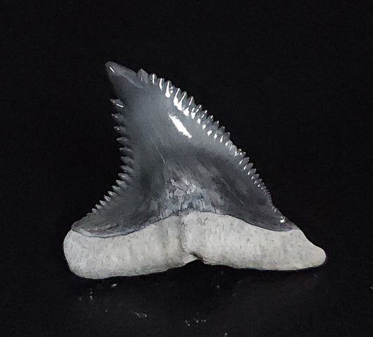 Gorgeous, 1.21" Fossil Hemipristis Tooth - Bone Valley, Florida