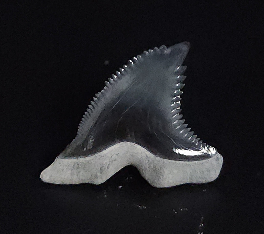 Gorgeous, 1.21" Fossil Hemipristis Tooth - Bone Valley, Florida