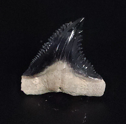 Gorgeous, 1.16" Fossil Hemipristis Tooth - Bone Valley, Florida