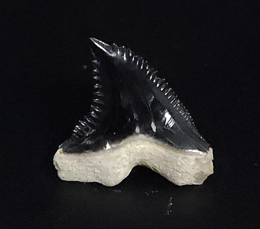 Gorgeous, 1.16" Fossil Hemipristis Tooth - Bone Valley, Florida