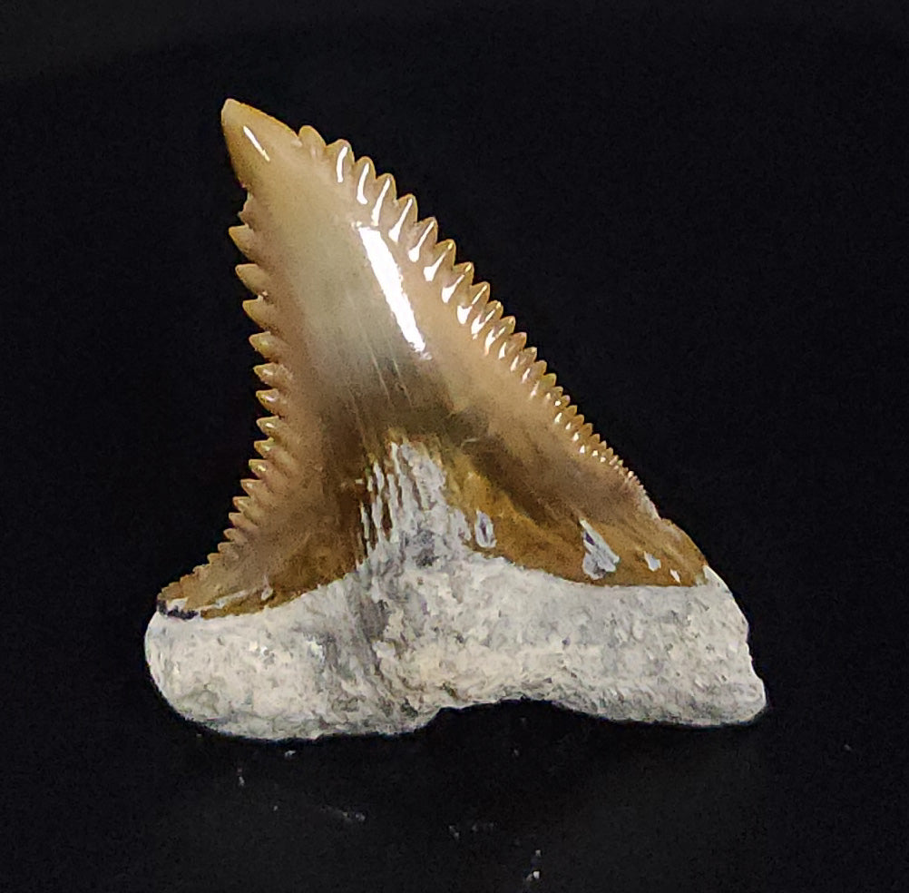 Gorgeous, 1.51" Fossil Hemipristis Tooth - Bone Valley, Florida