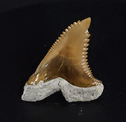 Gorgeous, 1.51" Fossil Hemipristis Tooth - Bone Valley, Florida