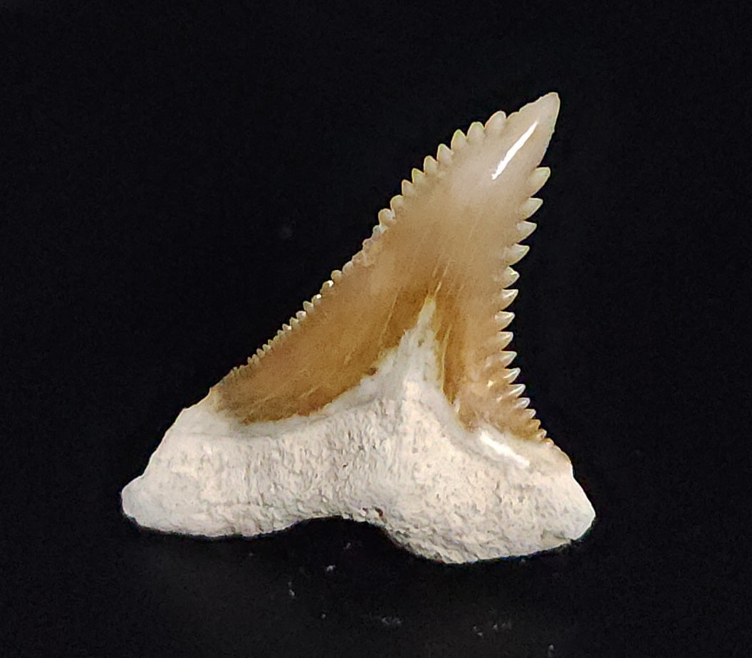 Gorgeous, 1.34" Fossil Hemipristis Tooth - Bone Valley, Florida