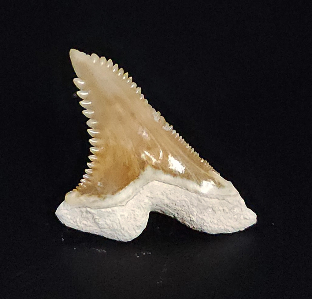 Gorgeous, 1.34" Fossil Hemipristis Tooth - Bone Valley, Florida