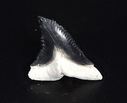 Gorgeous, 1.17" Fossil Hemipristis Tooth - Bone Valley, Florida