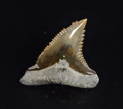 Gorgeous, 1.18" Fossil Hemipristis Tooth - Bone Valley, Florida