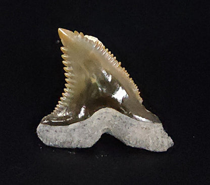 Gorgeous, 1.18" Fossil Hemipristis Tooth - Bone Valley, Florida