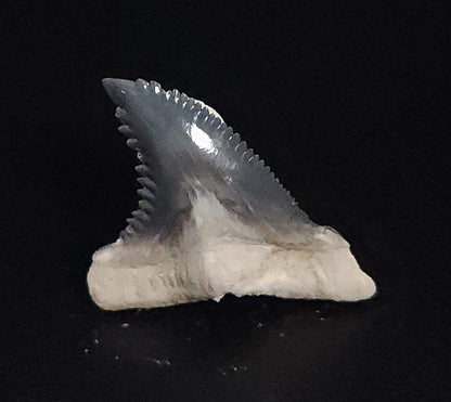 Gorgeous, 1.09" Fossil Hemipristis Tooth - Bone Valley, Florida