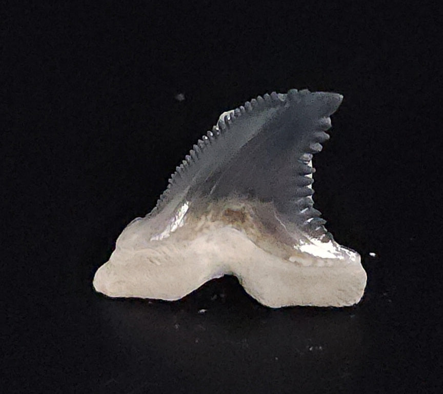 Gorgeous, 1.09" Fossil Hemipristis Tooth - Bone Valley, Florida