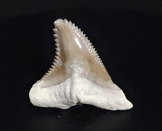 Gorgeous, 1.44" Fossil Hemipristis Tooth - Bone Valley, Florida