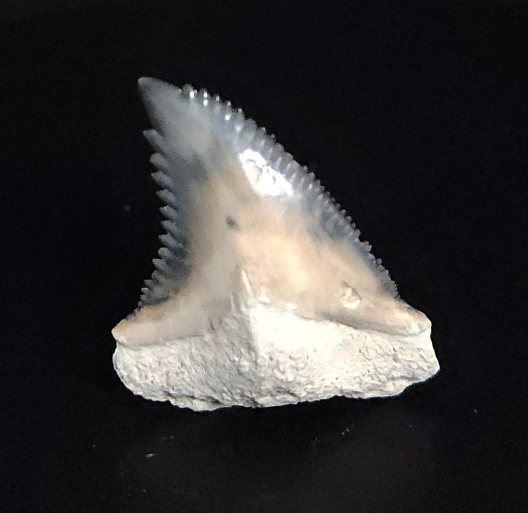 Gorgeous, 1.35" Fossil Hemipristis Tooth - Bone Valley, Florida