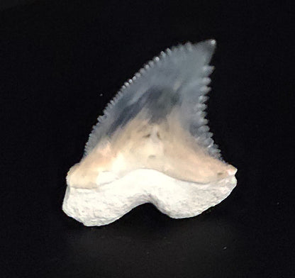 Gorgeous, 1.35" Fossil Hemipristis Tooth - Bone Valley, Florida