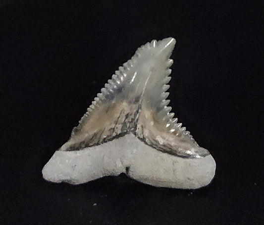 Gorgeous, 1.29" Fossil Hemipristis Tooth - Bone Valley, Florida