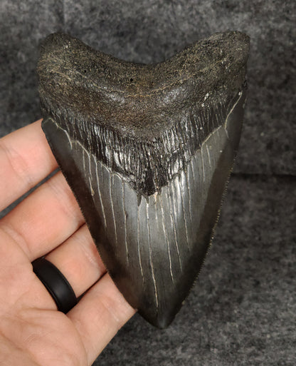 Authentic, 4.37" Fossil Megalodon Tooth - South Carolina