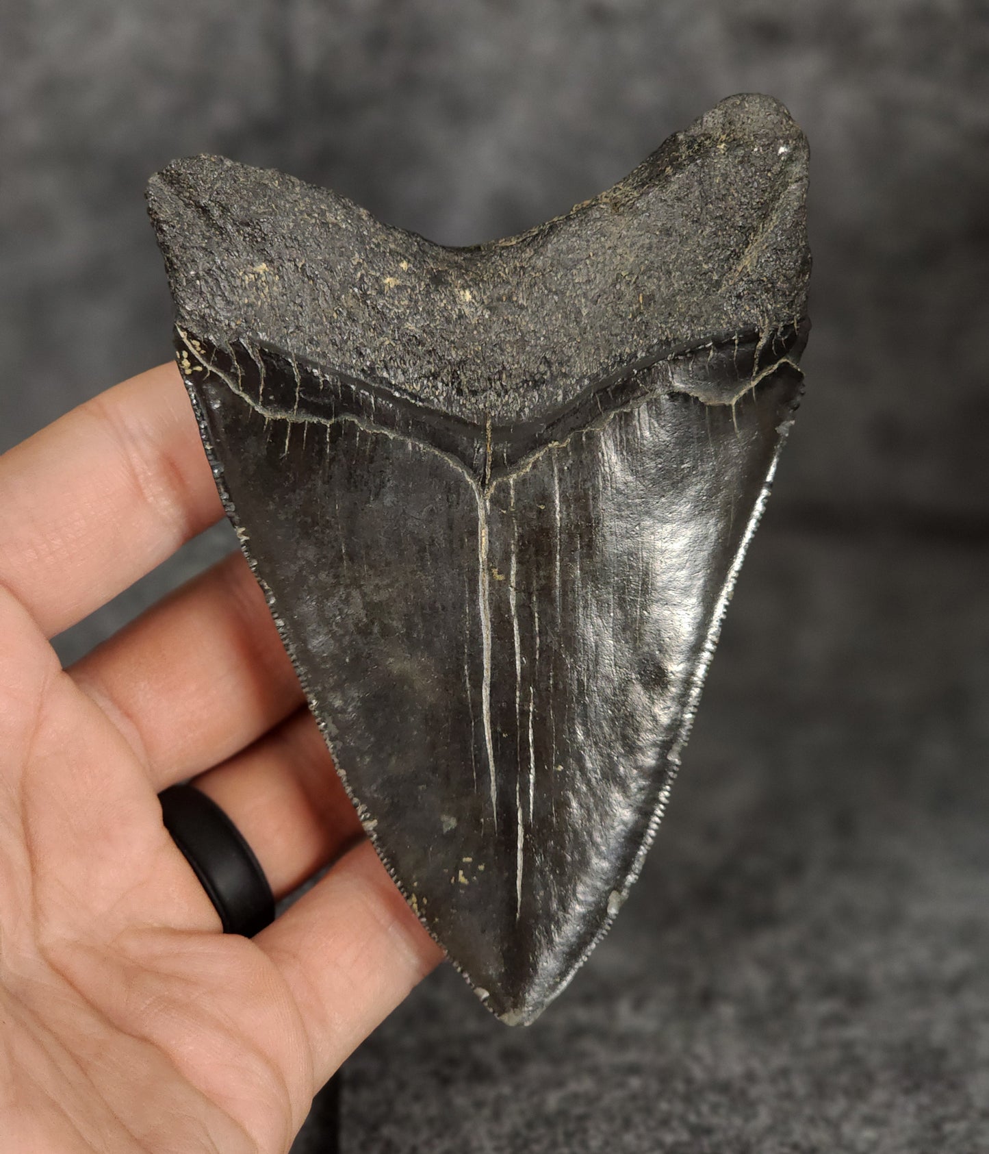 Authentic, 4.37" Fossil Megalodon Tooth - South Carolina