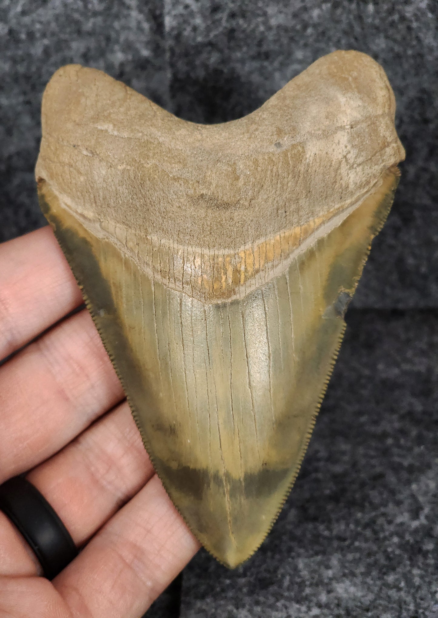 Killer, 4.14" Fossil Megalodon Tooth - Bone Valley, Florida