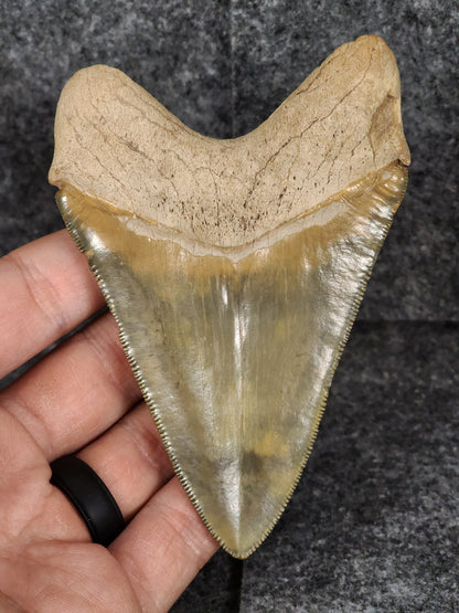 Killer, 4.14" Fossil Megalodon Tooth - Bone Valley, Florida