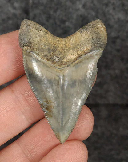 Beautiful, 1.85" Fossil Megalodon Tooth - Golden Beach, Florida