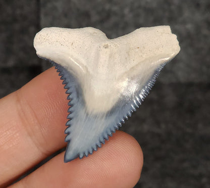 Gorgeous, 1.50" Fossil Hemipristis Tooth - Bone Valley, Florida