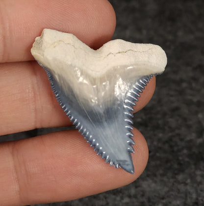 Gorgeous, 1.50" Fossil Hemipristis Tooth - Bone Valley, Florida