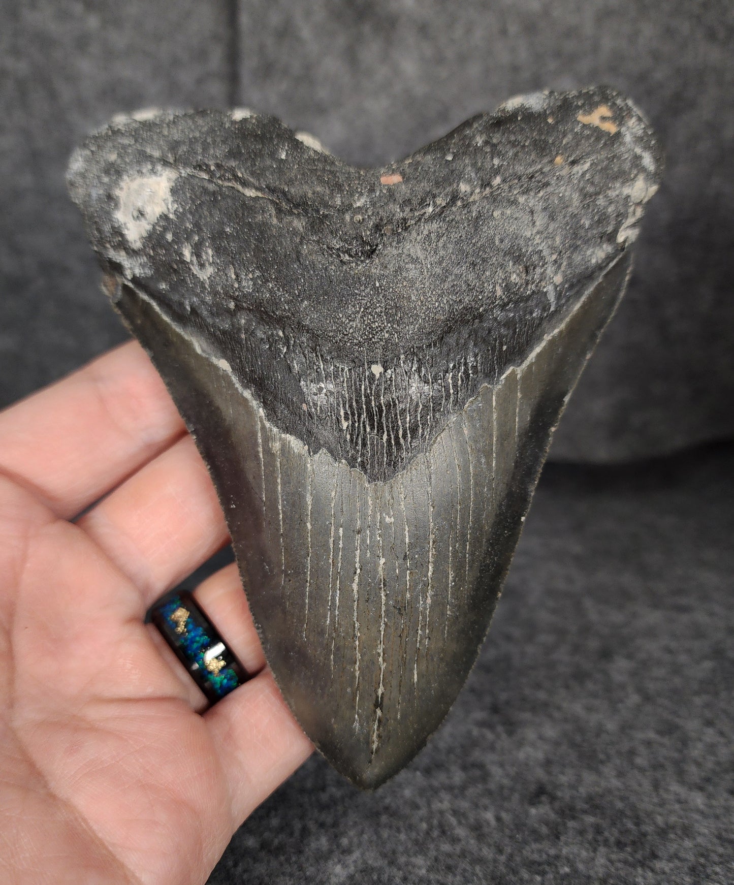 Authentic, 5.24" Fossil Megalodon Tooth - Meg Ledge