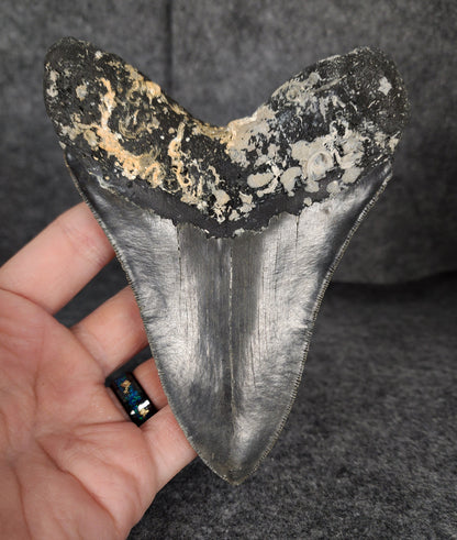 Authentic, 5.24" Fossil Megalodon Tooth - Meg Ledge