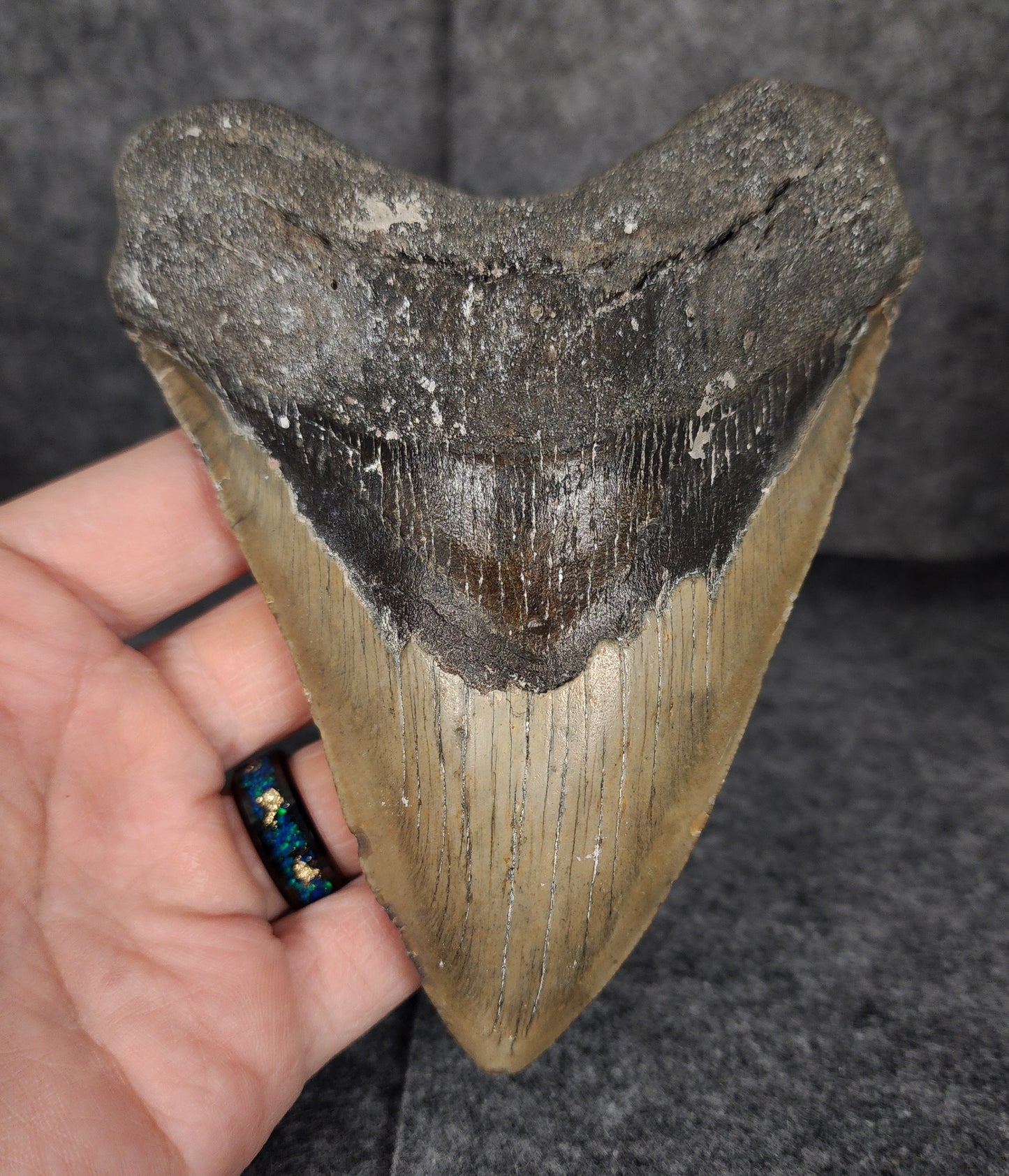 Authentic, 5.37" Fossil Megalodon Tooth - Meg Ledge