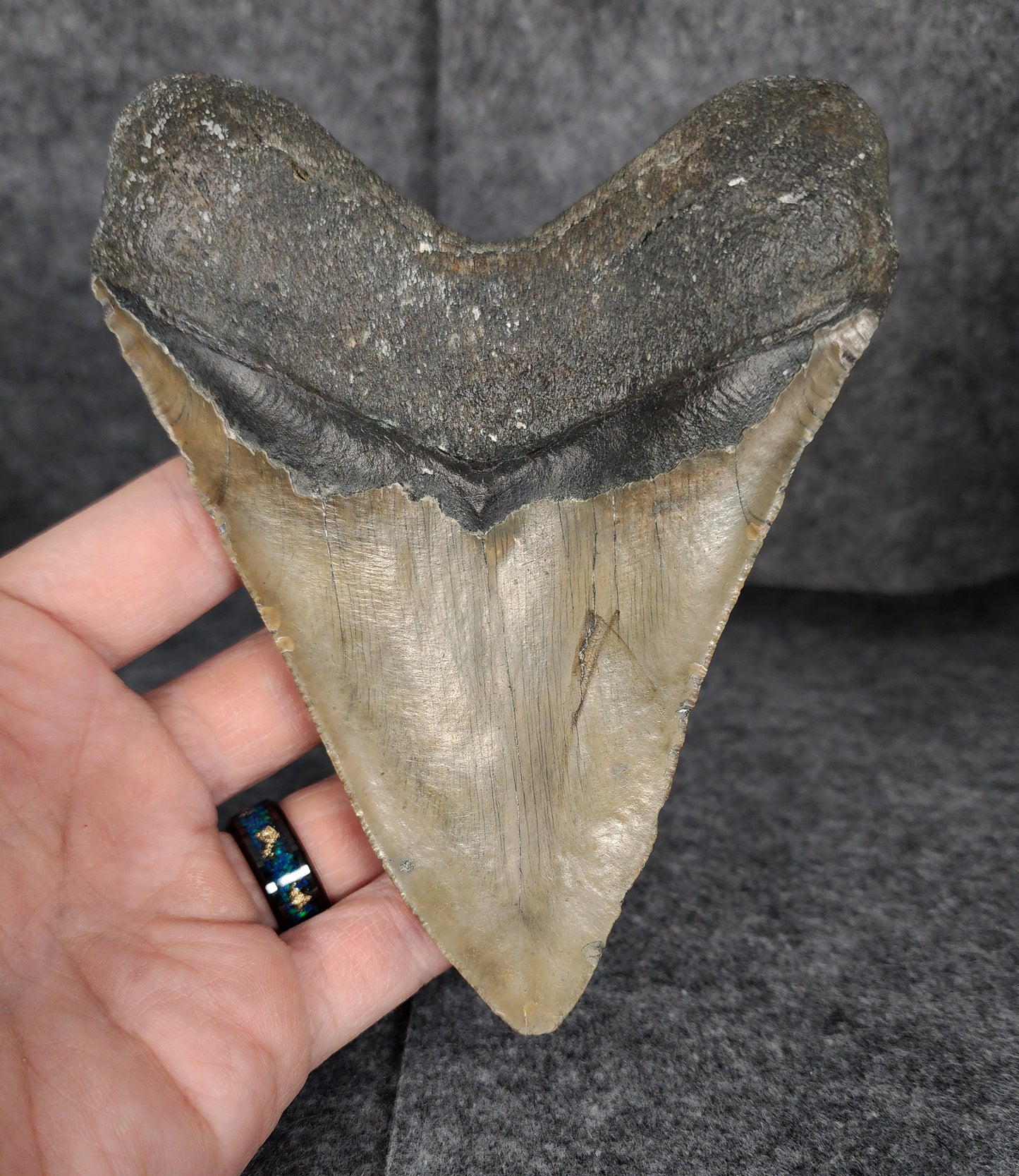 Authentic, 5.37" Fossil Megalodon Tooth - Meg Ledge