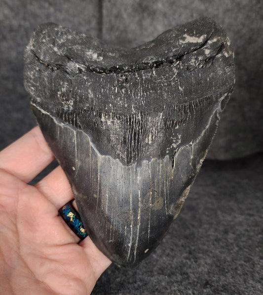 Authentic, 5.55" Fossil Megalodon Tooth - Meg Ledge