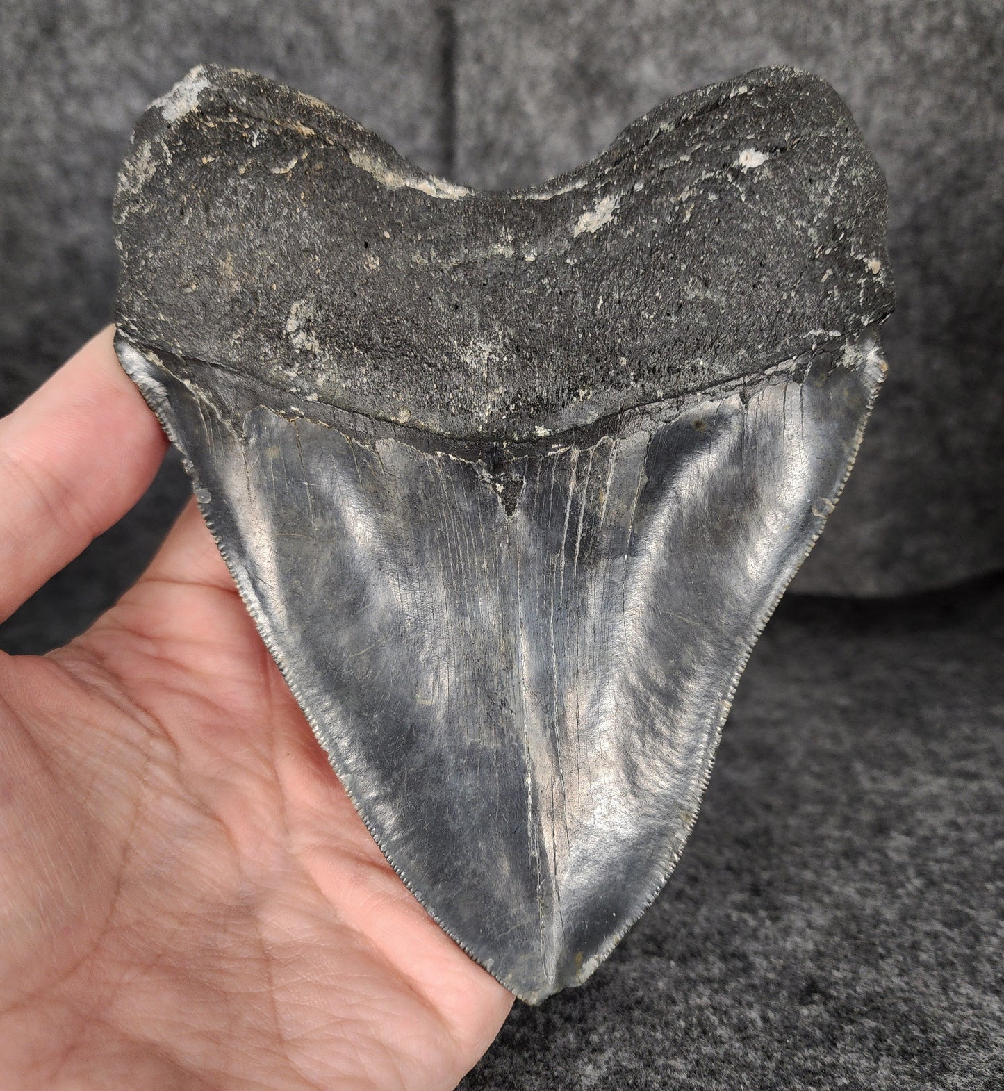 Authentic, 5.55" Fossil Megalodon Tooth - Meg Ledge