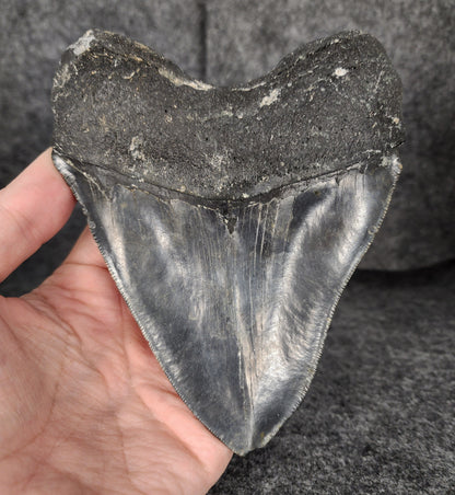 Authentic, 5.55" Fossil Megalodon Tooth - Meg Ledge