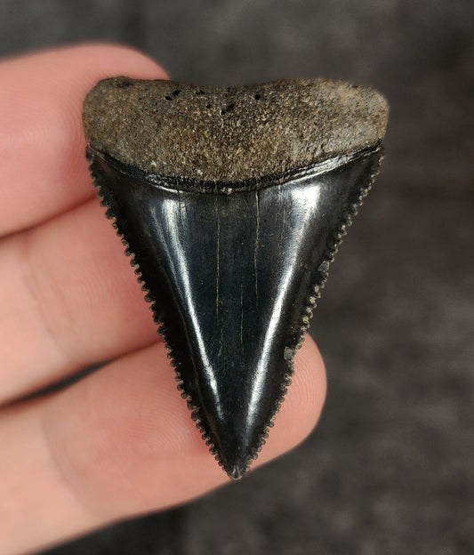 Killer, 1.58" Fossil Great White Tooth - South Carolina