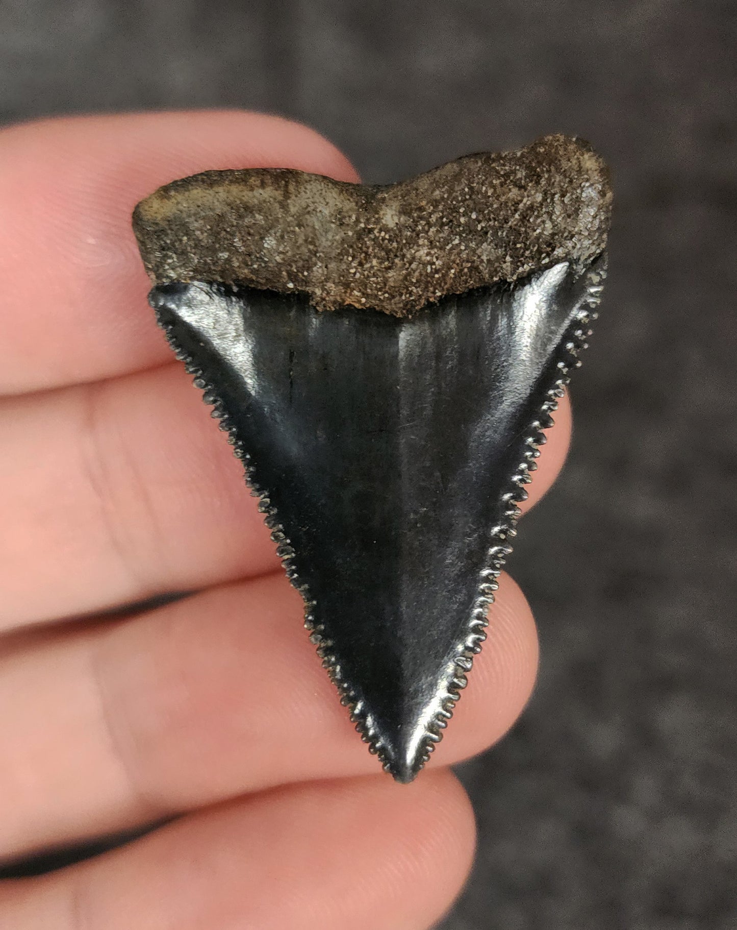 Killer, 1.58" Fossil Great White Tooth - South Carolina