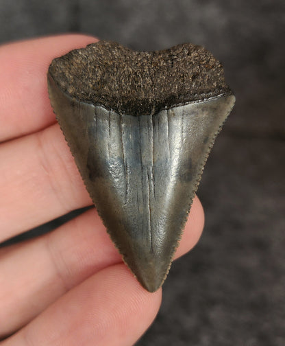 Authentic, 1.80" Fossil Great White Tooth - South Carolina