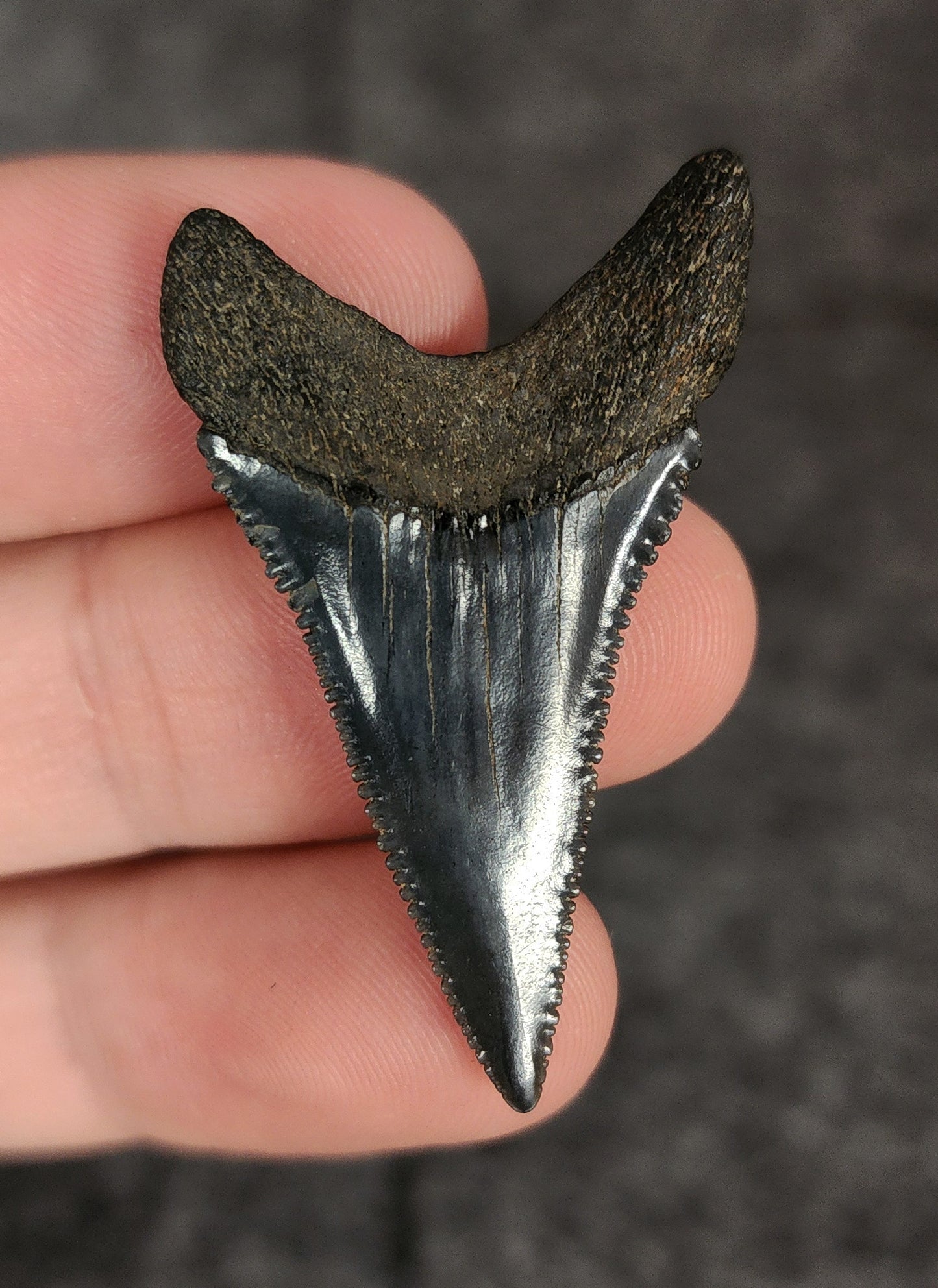 High Quality, 1.70" Fossil Great White Tooth - South Carolina