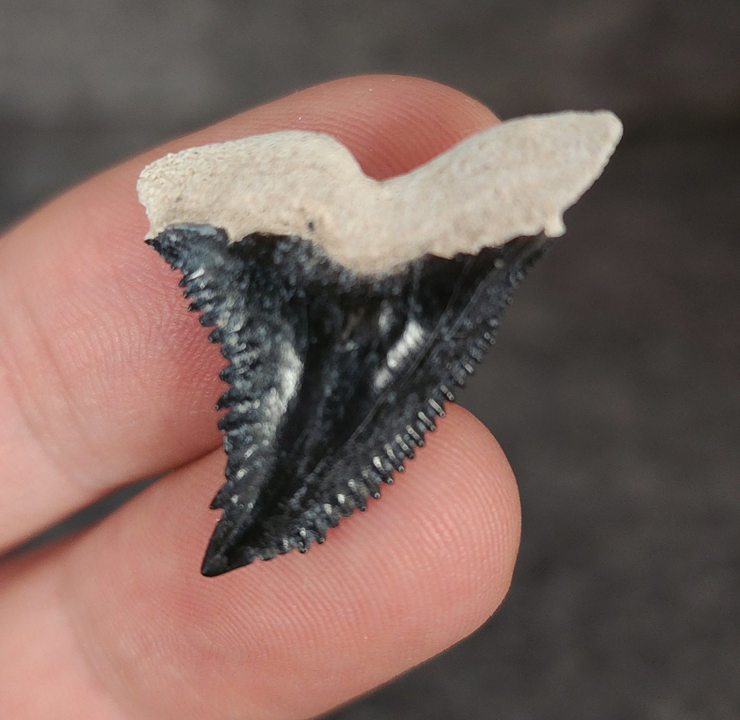 Gorgeous, 1.17" Fossil Hemipristis Tooth - Bone Valley, Florida