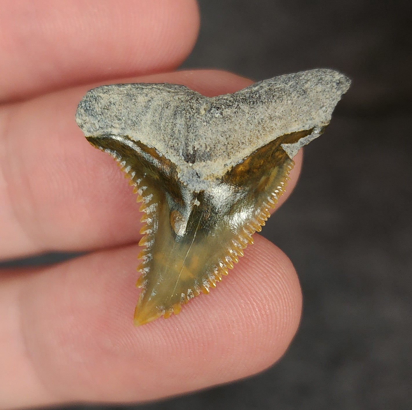 Gorgeous, 1.18" Fossil Hemipristis Tooth - Bone Valley, Florida