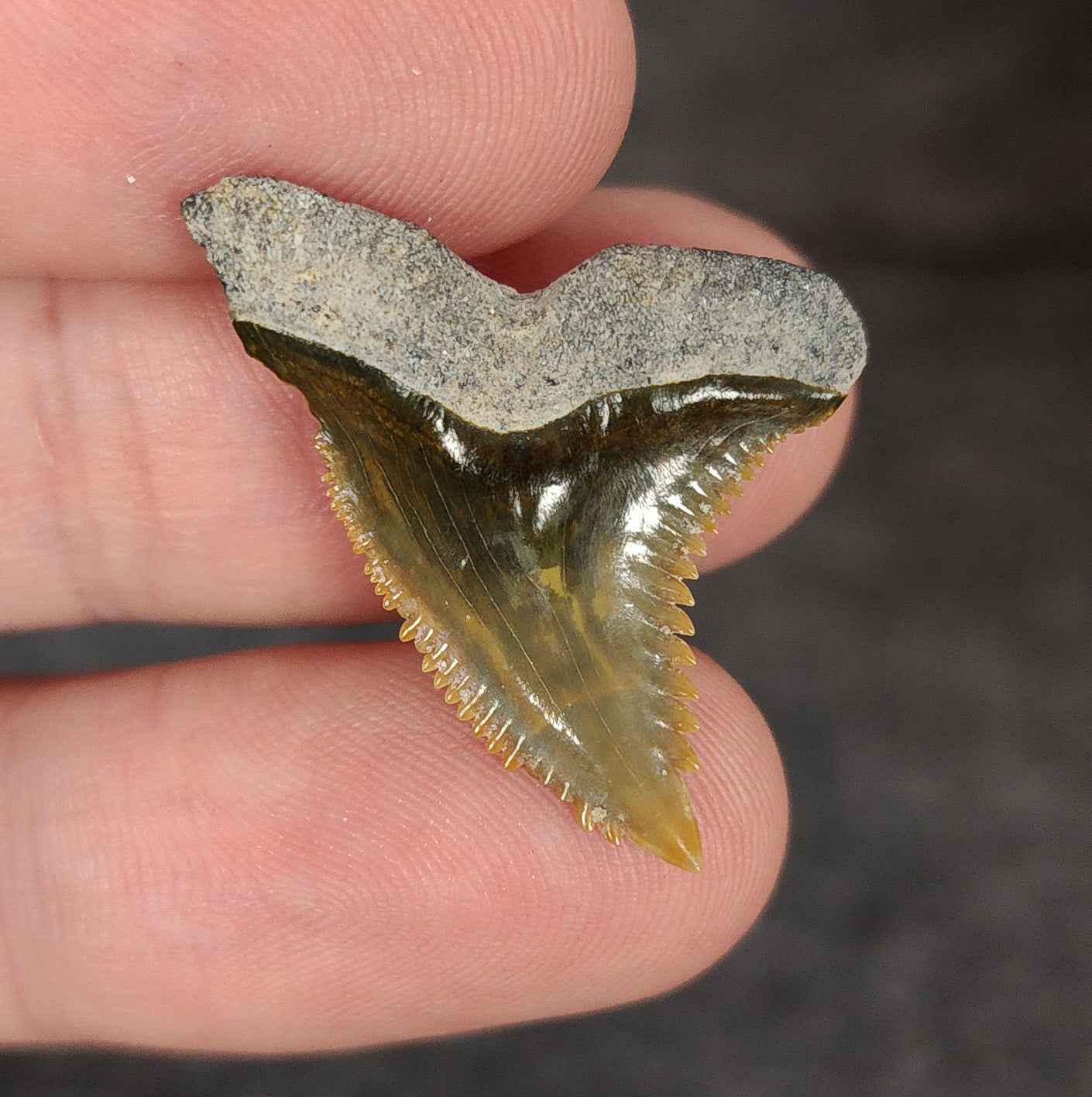 Gorgeous, 1.18" Fossil Hemipristis Tooth - Bone Valley, Florida