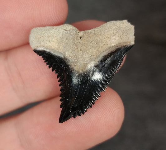 Gorgeous, 1.16" Fossil Hemipristis Tooth - Bone Valley, Florida