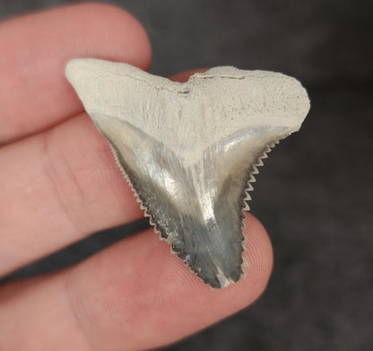 Gorgeous, 1.44" Fossil Hemipristis Tooth - Bone Valley, Florida