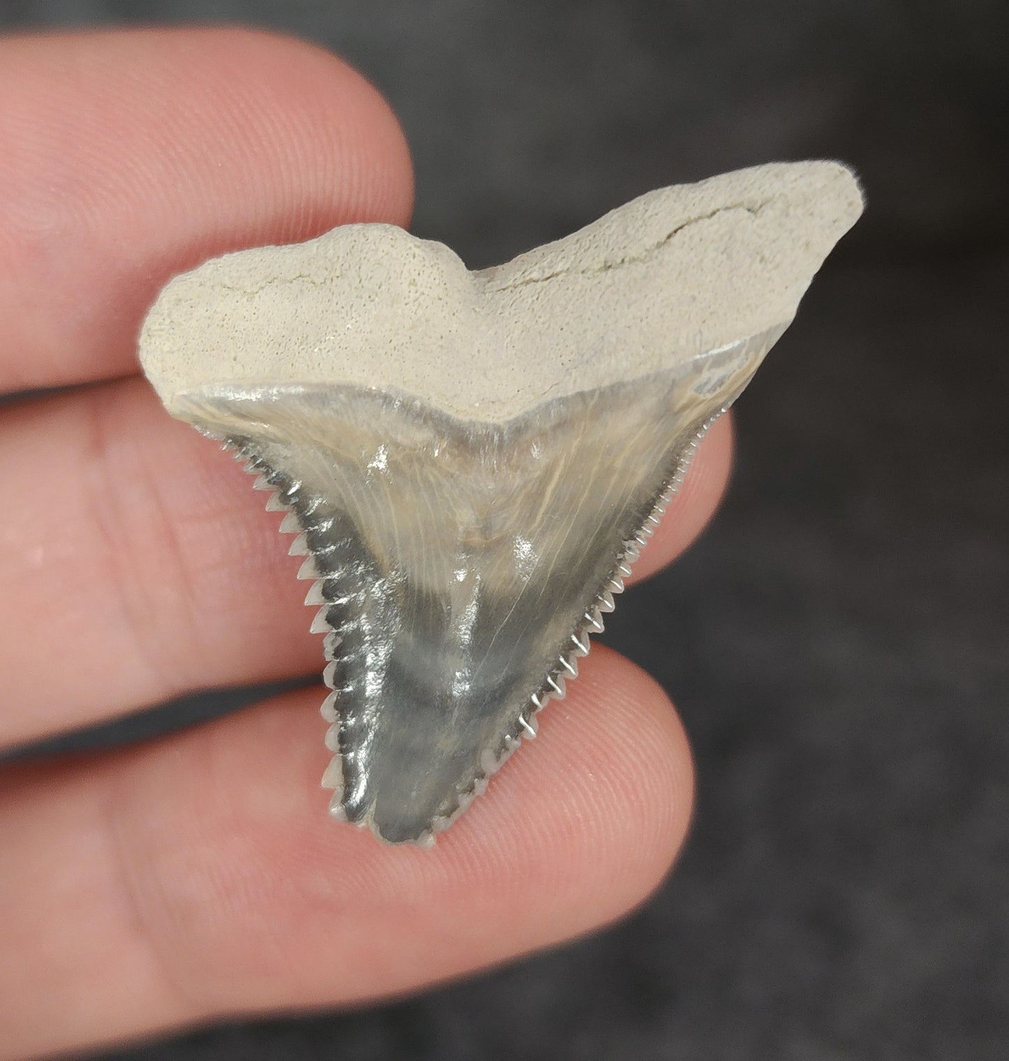 Gorgeous, 1.44" Fossil Hemipristis Tooth - Bone Valley, Florida