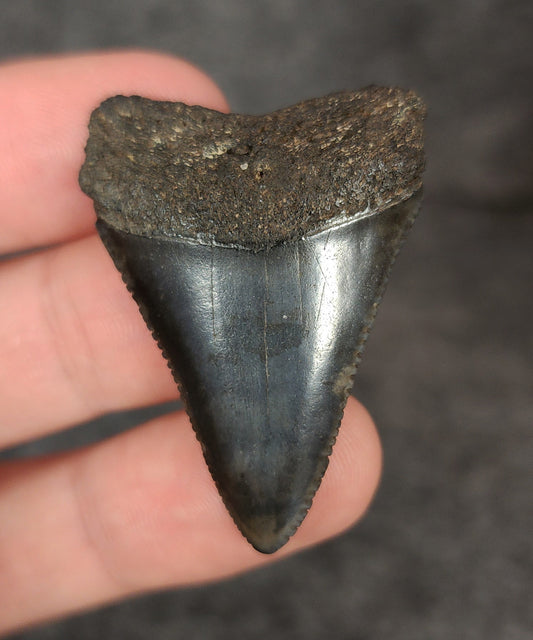 Killer, 1.67" Fossil Great White Tooth - South Carolina