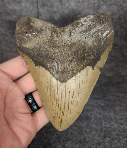 Authentic, 5.21" Fossil Megalodon Tooth - Meg Ledge