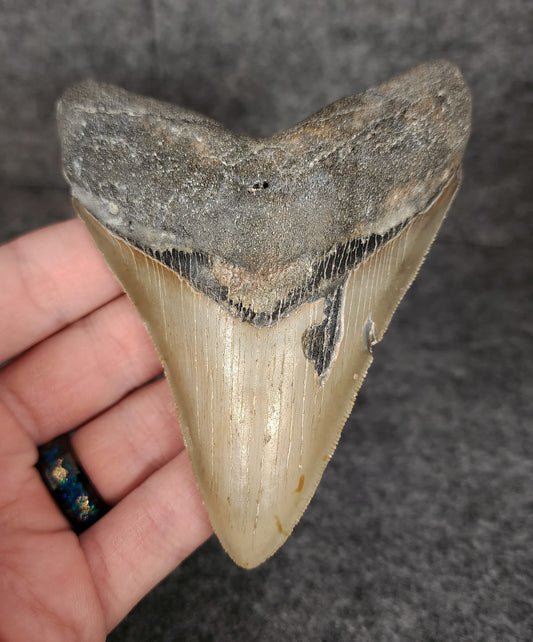 Authentic, 4.33" Fossil Megalodon Tooth - Meg Ledge