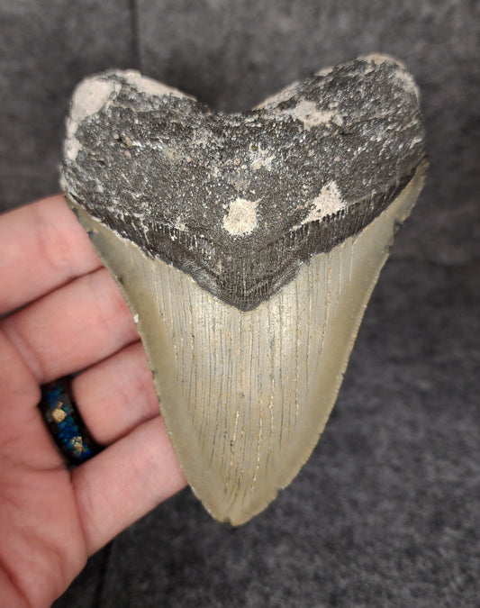 Authentic, 4.40" Fossil Megalodon Tooth - Meg Ledge