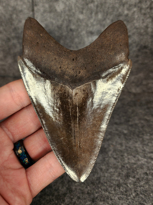 Beautiful, 4.45" Fossil Megalodon Tooth - St. Mary's River